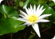 lotus3