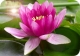lotus2